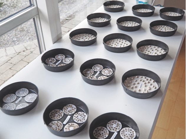 Frø af bønne, pak-choi og morgenfrue er  lagt i skåle på vatrondeller eller trækpapir. Foto: Magnus Gammelgaard Nielsen, Plantedoktor og gartneritekniker 