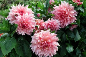 Vinter opbevaring af dahlia | Haveselskabet