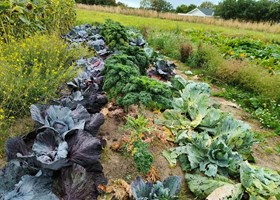 En del af udbyttet - her forskellige slags kål