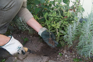 Frøplante af kæmpejernurt, Verbena bonariensis. Foto: Haveselskabet