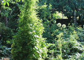 Den bæredygtige vej - selvforsyning og permahave