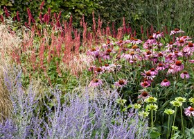 Staudebed med kærtepileurt, purpursolhat, perovskia og græsser. Foto: Ann Malmgren