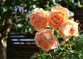Rose 'Lady Of Shalott'. Foto: Haveselskabet