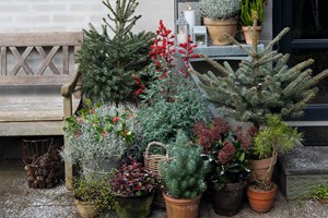 Vinterkrukkerne er fyldt med blandt andet små nåletræer, der får modspil af røde indslag fra skimmia, virginsk vinterbær og kristtorn: Foto: Ann Malmgren