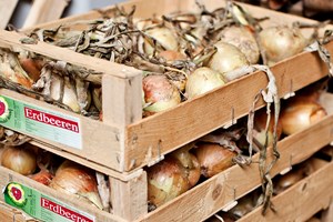 Løg opbevaret i trækasser. Foto: Frank Kirkegaard