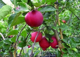 Frugttræ fra Havlykke Planteskole