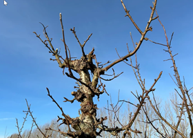 Beskæring af træer