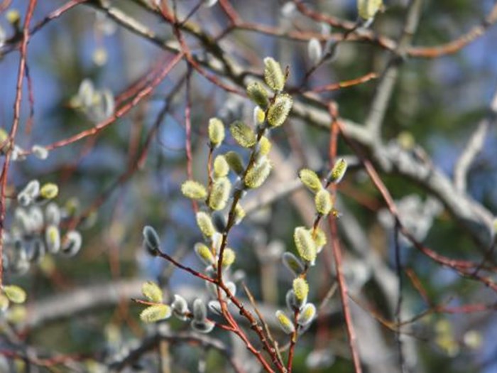 Blomstrende rakler på pil, Salix. Foto Haveselskabet