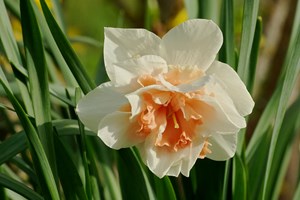 Dobbelt narcis 'Replete'. Foto: Wikimedia