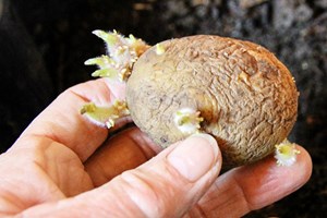 Læggekartoffel med tykke spirer. Foto: Karna Maj