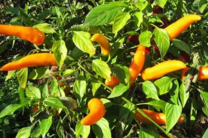 Chili klar til høst. Foto: Karna Maj