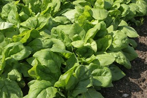 Spinat klar til høst. Foto: Karna Maj