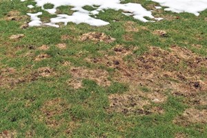 Sneskimmel. Foto: Magnus Gammelgaard