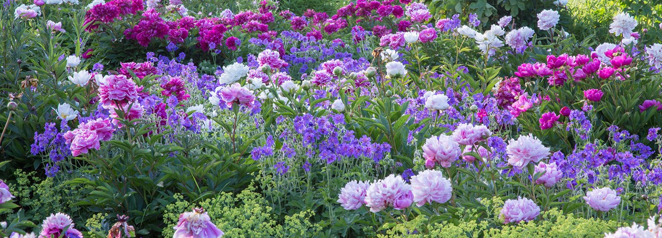 Roligt, stabilt bed med pæoner i hovedrollen. Foto: Gap Photos/Christa Brand