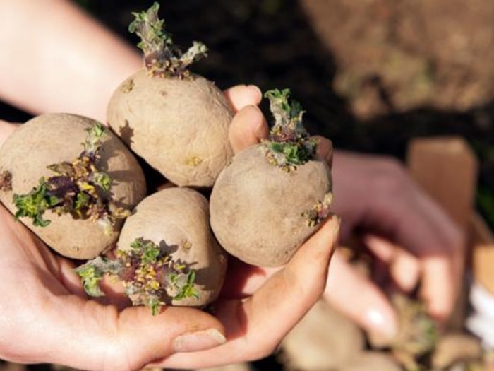 Læggekartofler klar til at komme i jorden. Foto: Istock