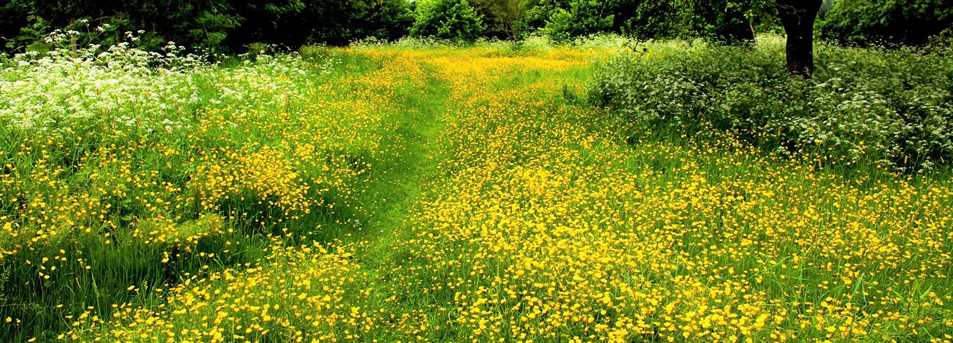 Blomstereng. Foto: Les Heines