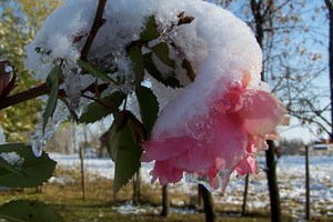 Foto: Flickr/Chad Ohman