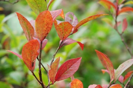 Blåbærblade med høstfarver. Foto: Flickr