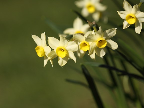 Narcissen 'Minnow' er en tazetnarcis med duftende citrongule blomster. Foto: Flickr/Dean Morley
