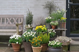 Krukkerne ved fordøren er en fin velkomst i gule og hvide nuancer. Foto: Ann Malmgren