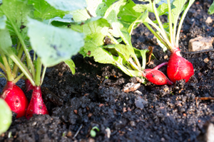 Radiser i køkkenhaven. Foto: Peter Norris