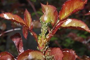 Rose angrebet af bladlus. Foto: Magnus Gammelgaard