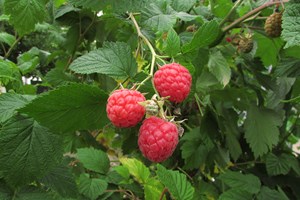 Hindbær. Foto: Flickr/Roberta