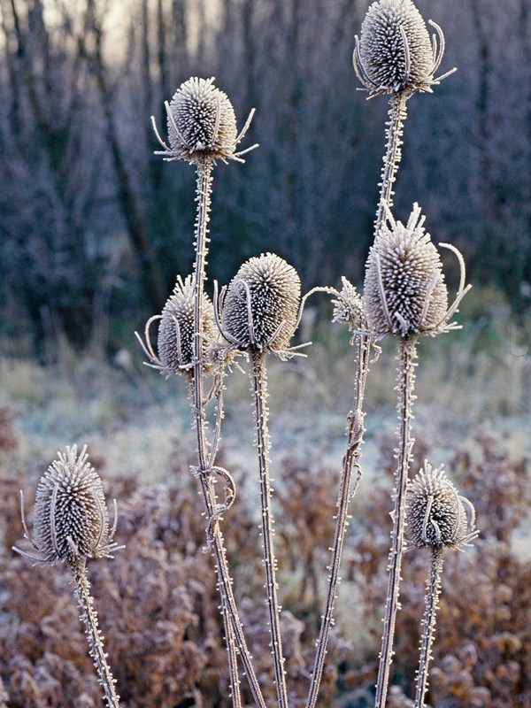 Frøstande af kartebolle, Dipsacus, med rimfrost. Foto: Flickr/Natural England