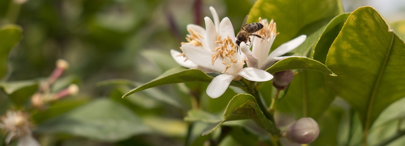 Blomster på citrontræ. Foto: Flickr/Keith Williamson