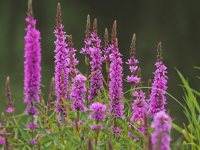 Kattehale, Lythrum salicaria. Foto: Flickr /Sönke Haas
