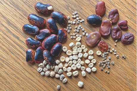 Forskellige frø. Foto: Haveselskabet