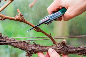 Vinen skal beskæres inden nytår. Foto Gap