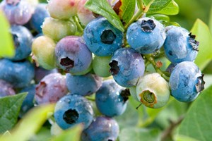 Storfrugtet blåbær, Vaccinium corymbosum 'Duke'. Foto: GAP Photos/Benedikt Dittli