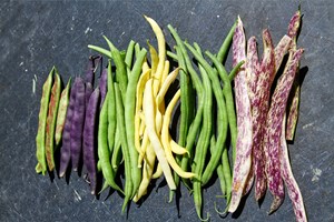 Seks sorter af buskbønne. Fra venstre: 'Borlotto Lingua di Fuoco Nano’, 'Purpiat', 'Maxi', 'Helios', 'Cipidon' og 'Merveille de Piemonte'. Foto: Karna Maj
