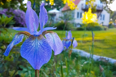 Sibirisk iris, Iris sibirica. Foto: Haveselskabet