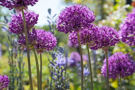 Prydløg, Allium. Foto: Flickr/Maria Eklind