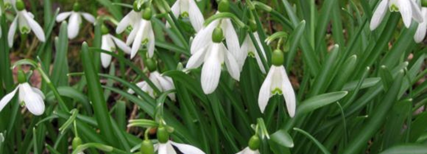 Vintergækker. Foto: Flickr