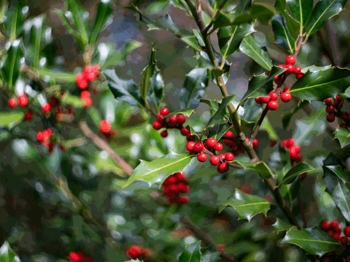 Almindelig kristtorn, Ilex aquifolium. Foto: Pixabay