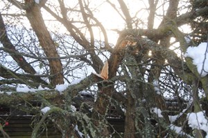 Stort snetryk kan gøre skade på havens planter. Foto: Haveselskabet