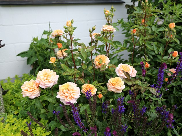 Rose 'Charles Austin'. Foto: Birthe og Ernst Jensen