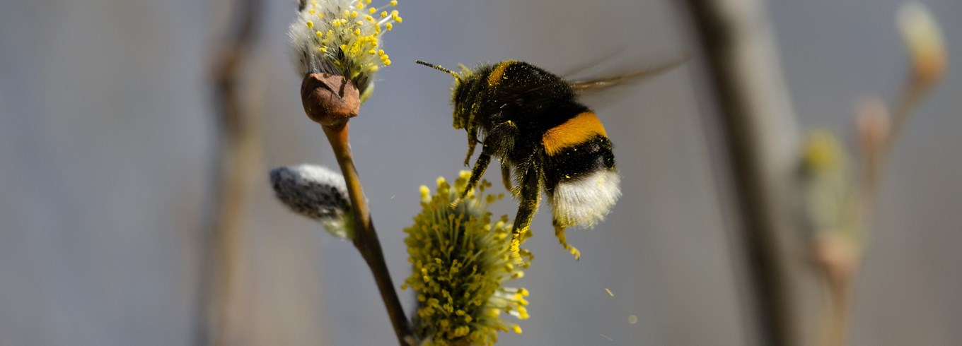 Humlebi på seljepil. Foto: Petter Ulleland