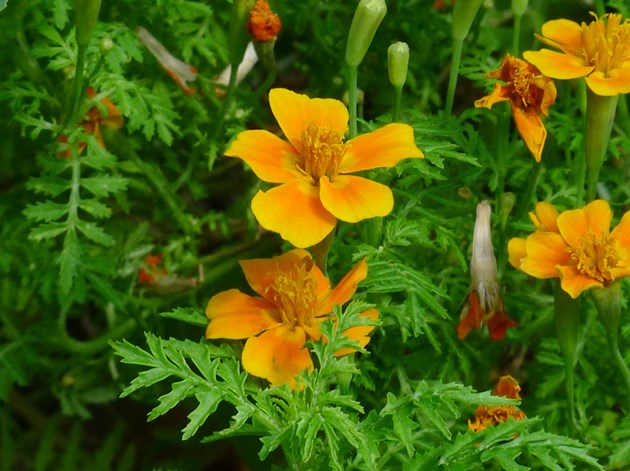 Smalfliget fløjlsblomst, Tagetes tenuilfolia, som bl.a. citron- og appelsintages tilhører, fraråder forskerne, at vi spiser. Foto: Flickr