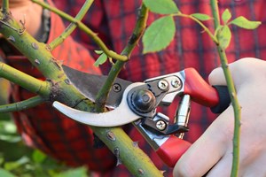 Beskæring af rose. Foto: iStock