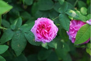 'President De Séze' er en historisk rose, der blomstrer i højsommeren og bliver 120 x 100 cm. Foto: Ernst Jensen