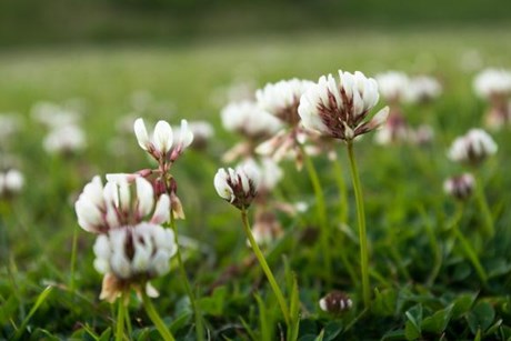 Hvidkløver, Trifolium repens. Foto: Flickr