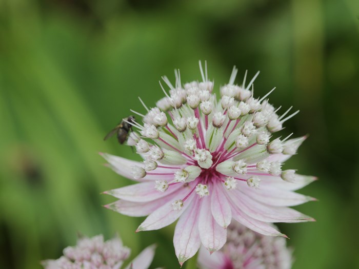Stjerneskærm, Astrantia major.
