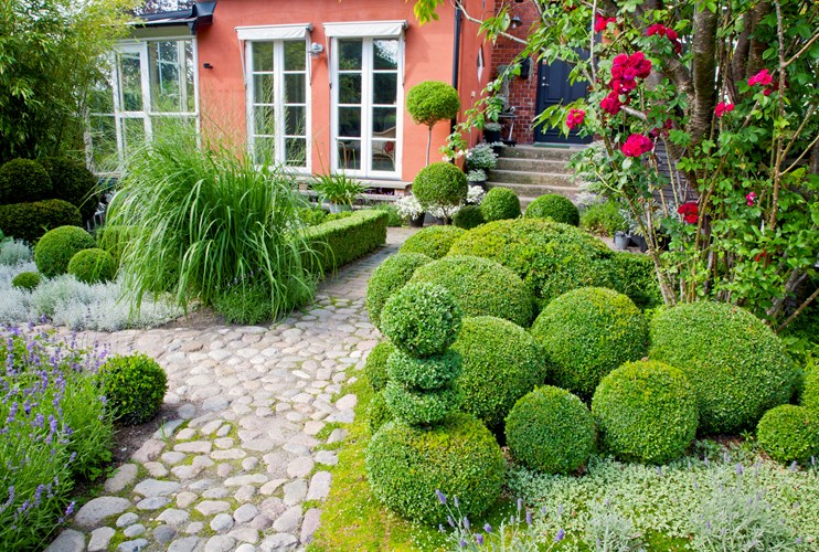 Formklippet buksbom. Foto: Frank Kirkegaard