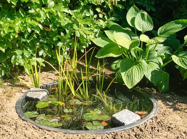 Se her, hvordan du kan lave en lille havedam i en murerbalje sammen med Haveselskabet. Foto: Haveselskabet