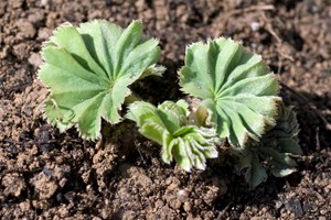 Løvefod, lodden Istock 652188198 Foto: Istockphoto/emer1940