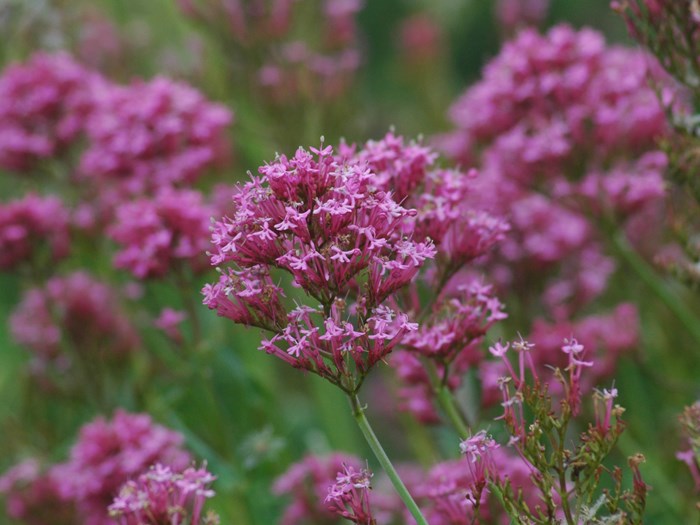 Rød sporebaldrian, Centranthus ruber.